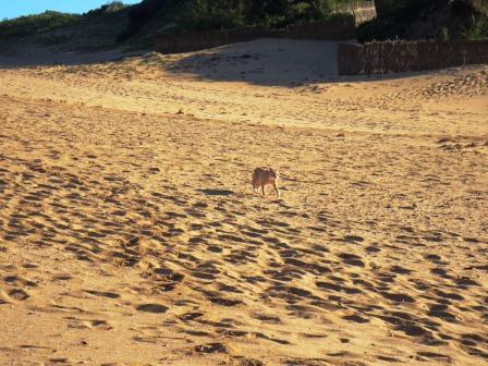 Exposed and anxious, Henry moves swiftly across the dunes