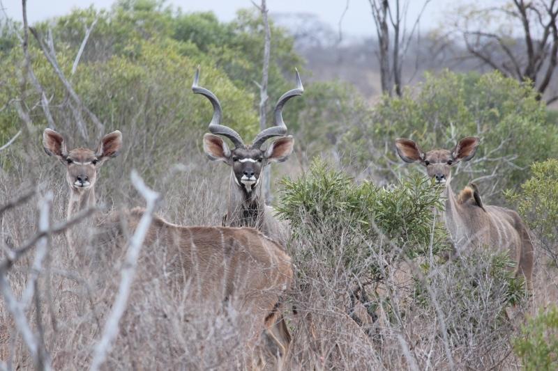 A family of kudu - one of the noblest of African antelope