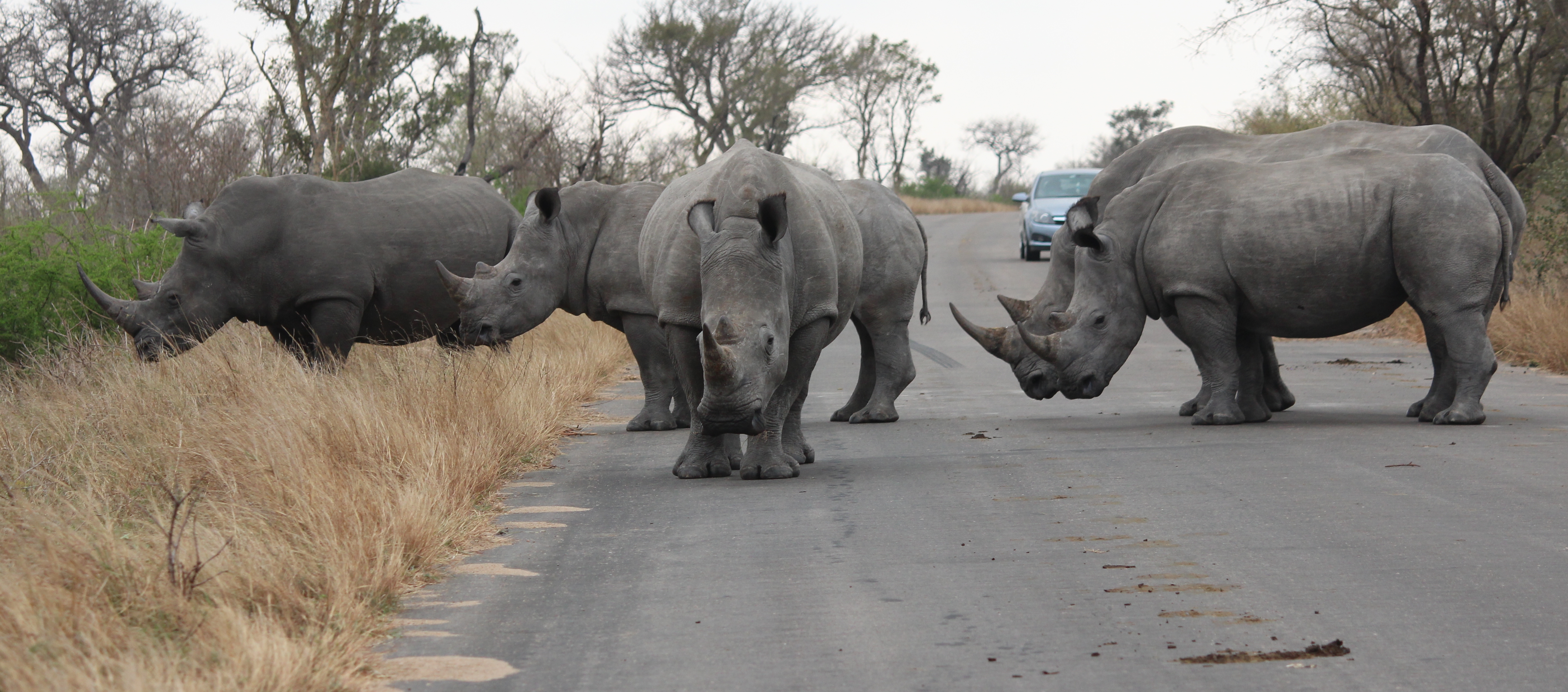 These five rhino came into the road, stood unmoving for twenty minutes.